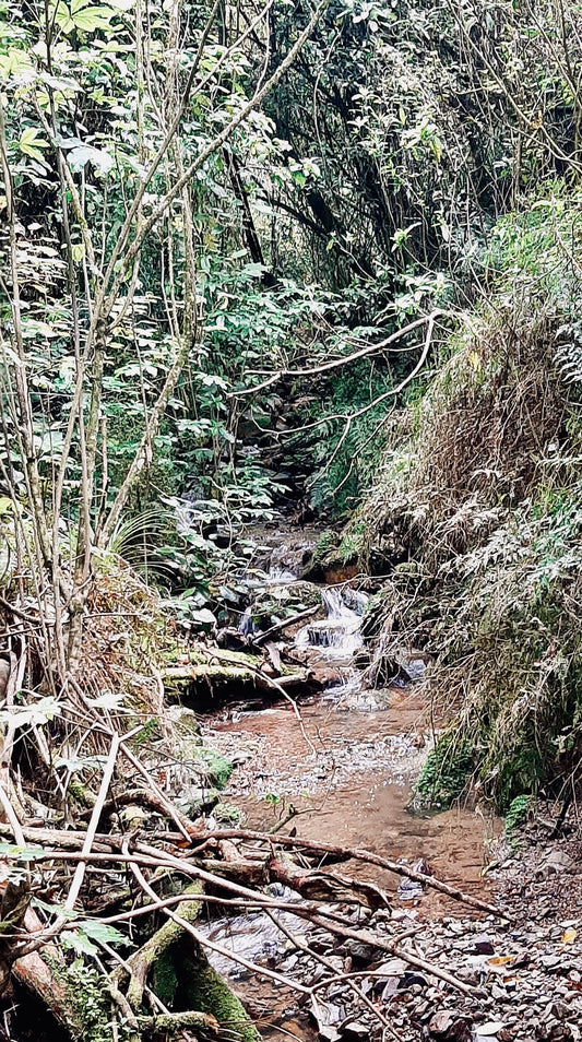 Respecting the Wairua and Mauri of the Land While Collecting Pounamu