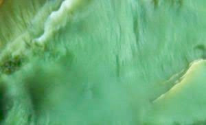 Everything You Need to Know About Pounamu: A Complete Guide